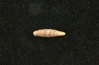 藏品(似謝氏煙管蝸牛)的圖片